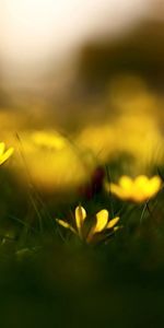 Flowers,Grass,Macro,Blur,Smooth,Wildflowers