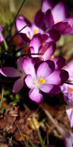 Flowers,Grass,Macro,Bouquet,Mud,Dirt