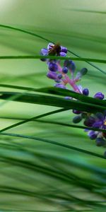 Flowers,Grass,Macro,Bright,Greens