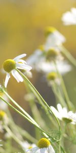 Herbe,Macro,Camomille,Fleurs,Contexte