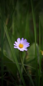 Herbe,Macro,Fleurs,Camomille,Pétales