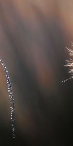 Flowers,Grass,Macro,Dandelion,Grasshopper,Leaves,Drops