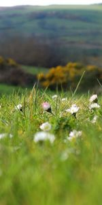 Herbe,Champ,Macro,Domaine,Fleurs