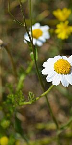 Macro,Domaine,Camomille,Champ,Herbe,Fleurs