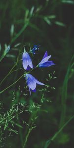 Herbe,Domaine,Fermer,Fleurs,Gros Plan,Champ,Macro