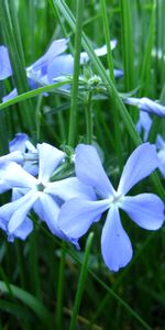 Flowers,Grass,Macro,Flora