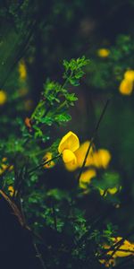 Herbe,Fleur,Fleurs,Macro