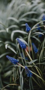 Flowers,Grass,Macro,Flower