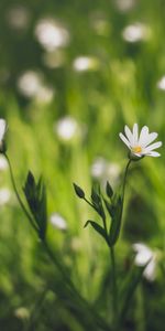 Flowers,Grass,Macro,Flower,Petals,Flowering,Bloom