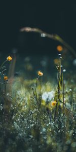 Flowers,Grass,Macro,Focus,Meadow