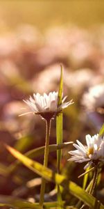 Macro,Éclat,Herbe,Éblouissement,Domaine,Champ,Fleurs