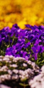 Flowers,Grass,Macro,Glare,Moss