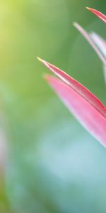 Flowers,Grass,Macro,Glare,Pink