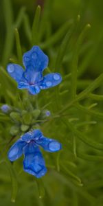 Flores,Hierba,Verduras,Macro