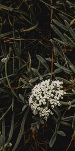 Flores,Hierba,Macro,Inflorescencia,Planta