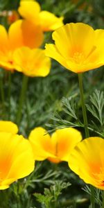 Flowers,Grass,Macro,Lawn,Field