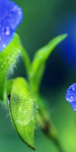 Flores,Hierba,Drops,Macro,Pétalos