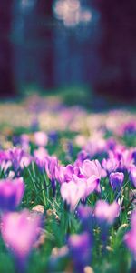 Planter,Herbe,Macro,Plante,Fleurs