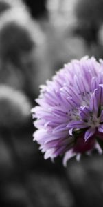 Flowers,Grass,Macro,Plant,Clover