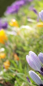 Herbe,Planter,Fleurs,Plante,Pétales,Macro