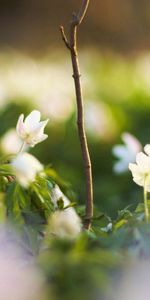 Herbe,Fleurs,Macro,Briller,Lumière