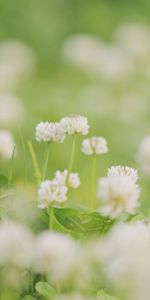 Flowers,Grass,Macro,Shine,Light,Field