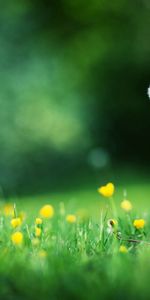 Flowers,Grass,Macro,Shine,Light,Glade,Glare,Polyana