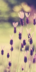 Flowers,Grass,Macro,Shine,Light,Glade,Polyana