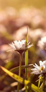 Flowers,Grass,Macro,Shine,Light,Glare