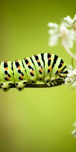 Flowers,Grass,Macro,Striped,Caterpillar,Background