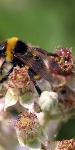 Flowers,Grass,Macro,Striped,Flight,Bumblebee