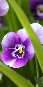 Flowers,Grass,Macro,Striped,Leaves