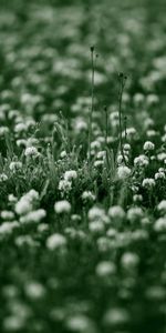 Flowers,Grass,Macro,Surface,Background