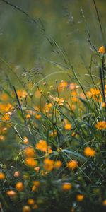 Herbe,Macro,Domaine,Champ,Sauvage,Fleurs