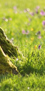 Flowers,Grass,Macro,Wood,Tree,Roots,Bark,Trunk