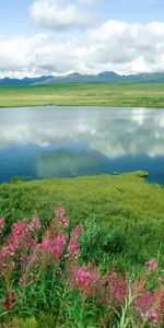 Flowers,Grass,Mountains,Lake,Shore,Shores,Alaska,Greens,Nature