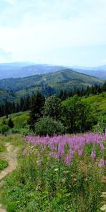 Hierba,Camino,Flores,Árboles,Montañas,Naturaleza