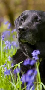 Herbe,Retriever,Muselière,Museau,Le Noir,Labrador,Animaux,Fleurs