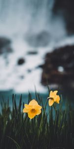 Flowers,Grass,Narcissussi,Blur,Smooth