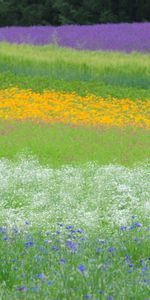 Flowers,Grass,Nature,Summer,Field