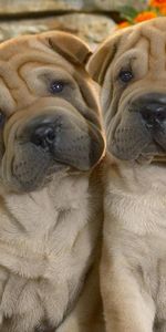 Flowers,Grass,Pair,Folds,Shar Pei,Animals,Pleating,Couple,Puppies