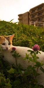 Herbe,Animal Domestique,Fleurs,Animaux,Chat