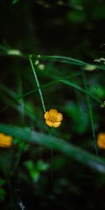 Herbe,Fleurs,Pétales