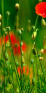 Flowers,Grass,Petals