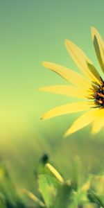 Flowers,Grass,Petals,Blur,Smooth,Flower