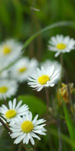 Flowers,Grass,Petals,Chamomile,Wildflowers,Camomile