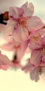 Hierba,Macro,Flores,Rosa,Planta,Rosado