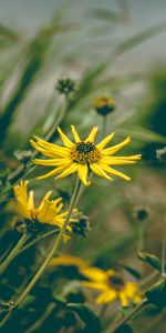 Herbe,Plante,Planter,Camomille,Fleur,Fleurs