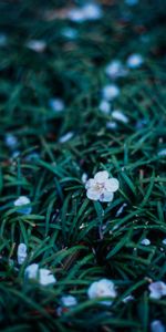 Flowers,Grass,Plant,Dusk,Twilight