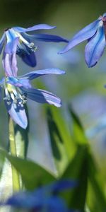 Flores,Hierba,Macro,Planta